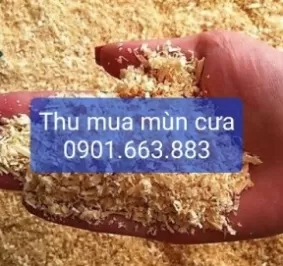 THU MUA MÙN CƯA, DĂM BÀO GIÁ CAO TẠI BÌNH DƯƠNG